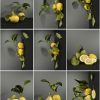 Lemons /still life - Image 2